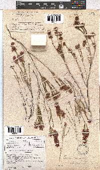 Erica rhopalantha image