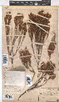 Erica palliiflora image