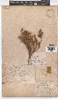 Erica palliiflora image