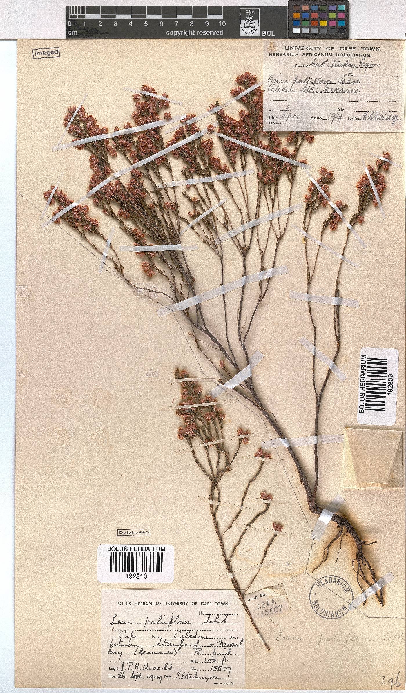 Erica palliiflora image
