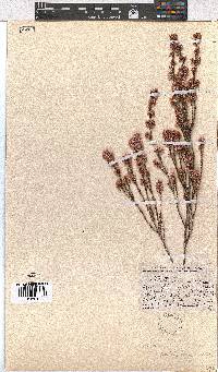 Erica palliiflora image