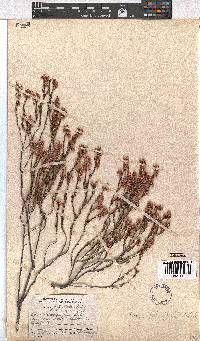 Erica palliiflora image