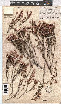 Erica palliiflora image