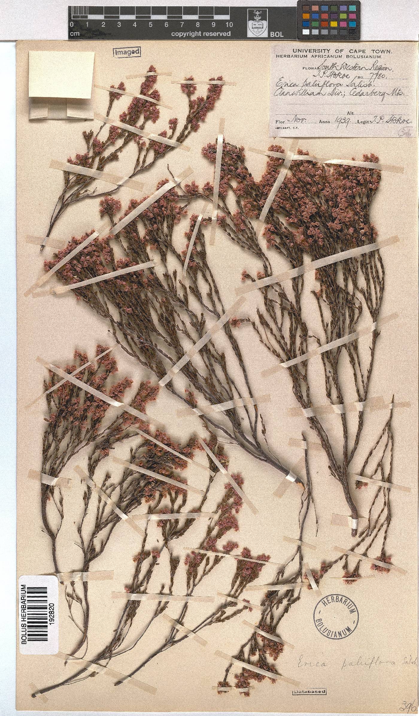 Erica palliiflora image