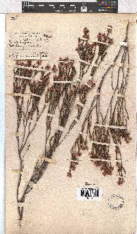 Erica palliiflora image