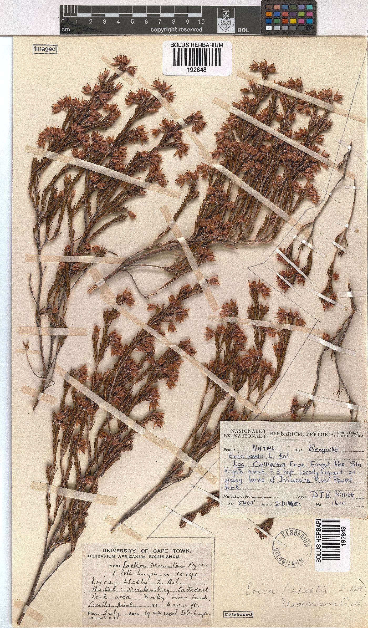 Erica straussiana image