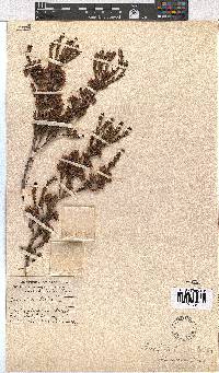 Erica straussiana image