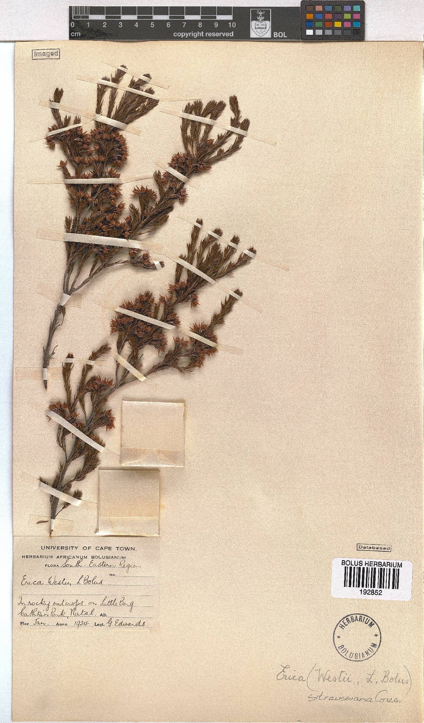 Erica straussiana image