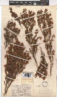 Erica straussiana image