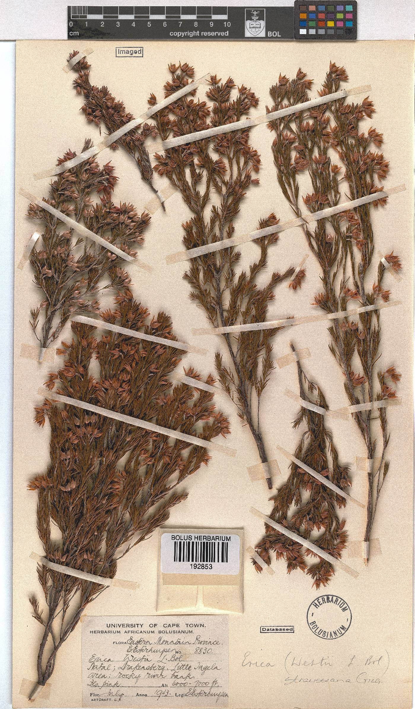 Erica straussiana image