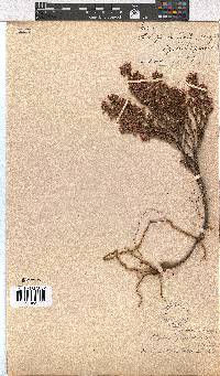 Erica straussiana image