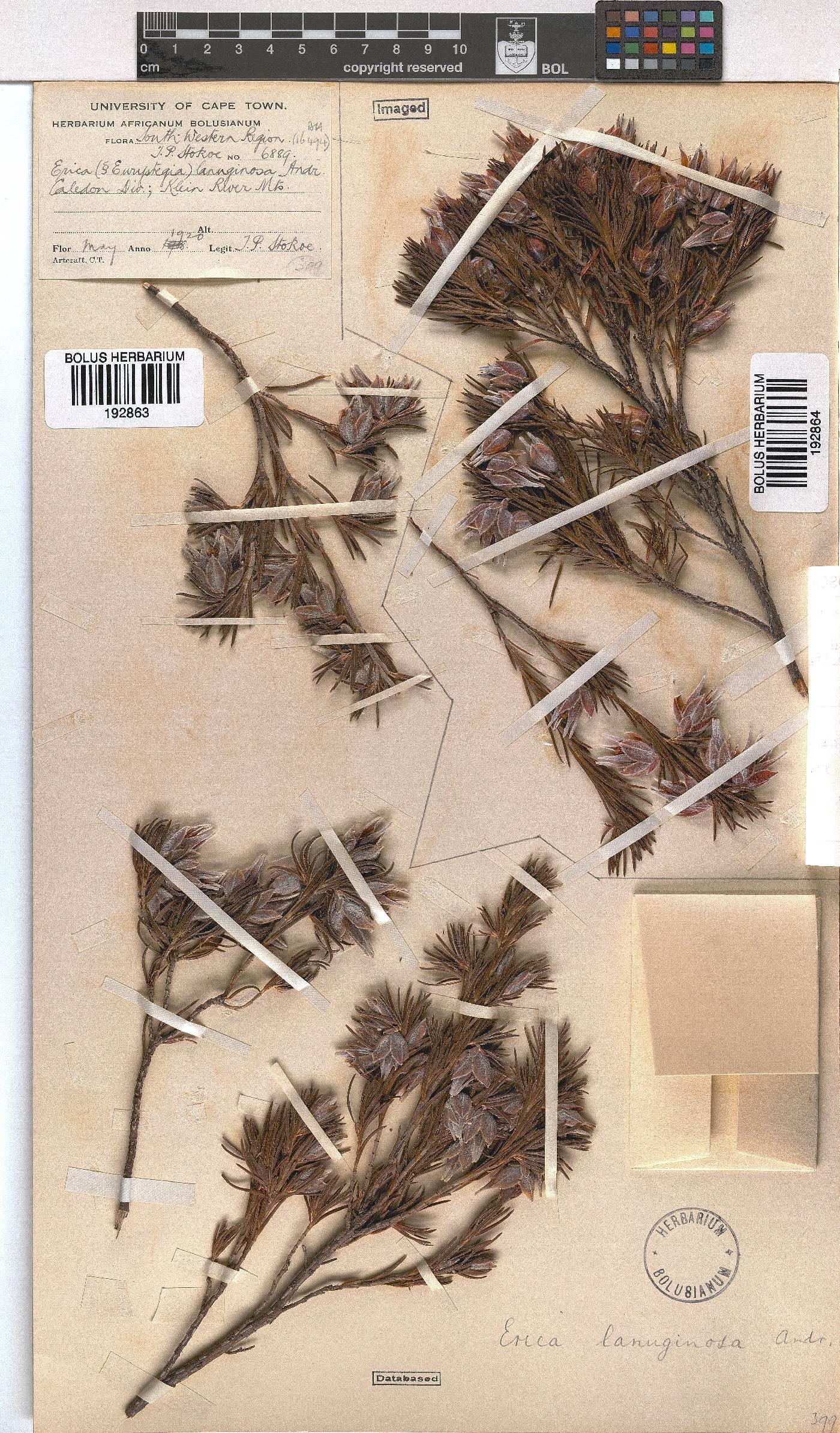 Erica lanuginosa image