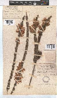 Erica monsoniana image