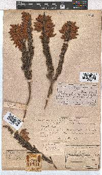 Erica monsoniana image