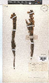 Erica monsoniana image