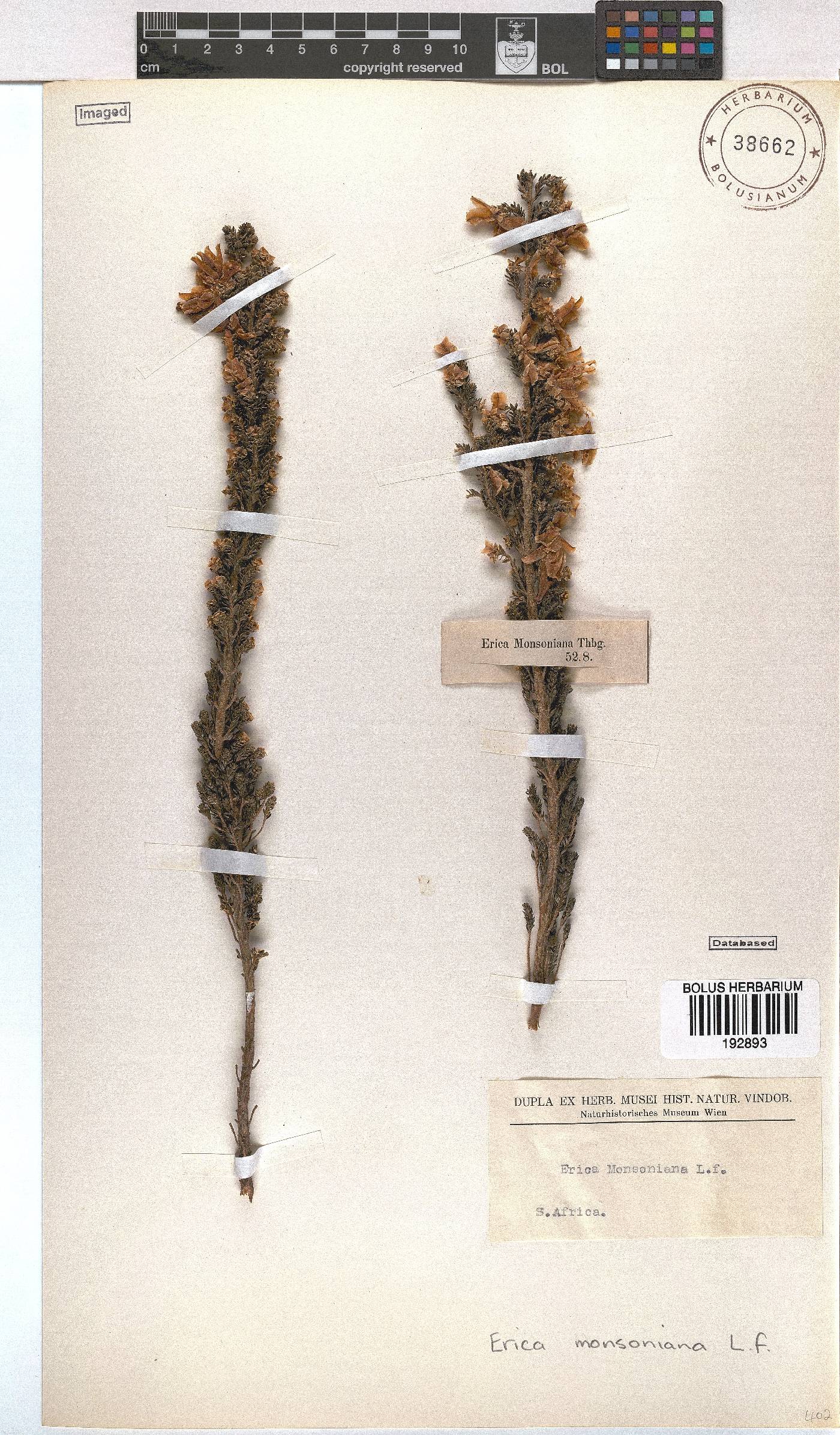 Erica monsoniana image