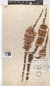 Erica monsoniana image