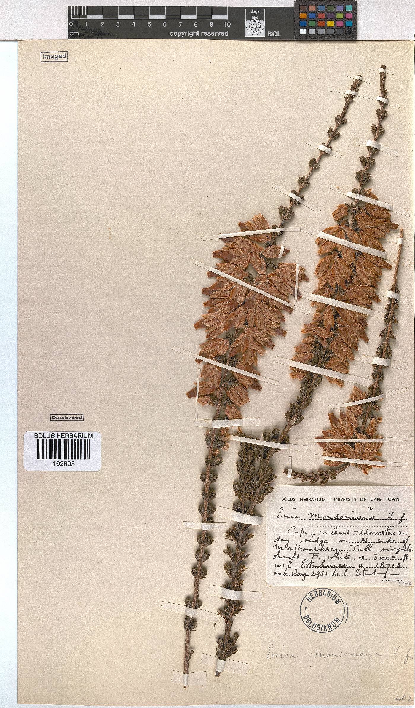 Erica monsoniana image