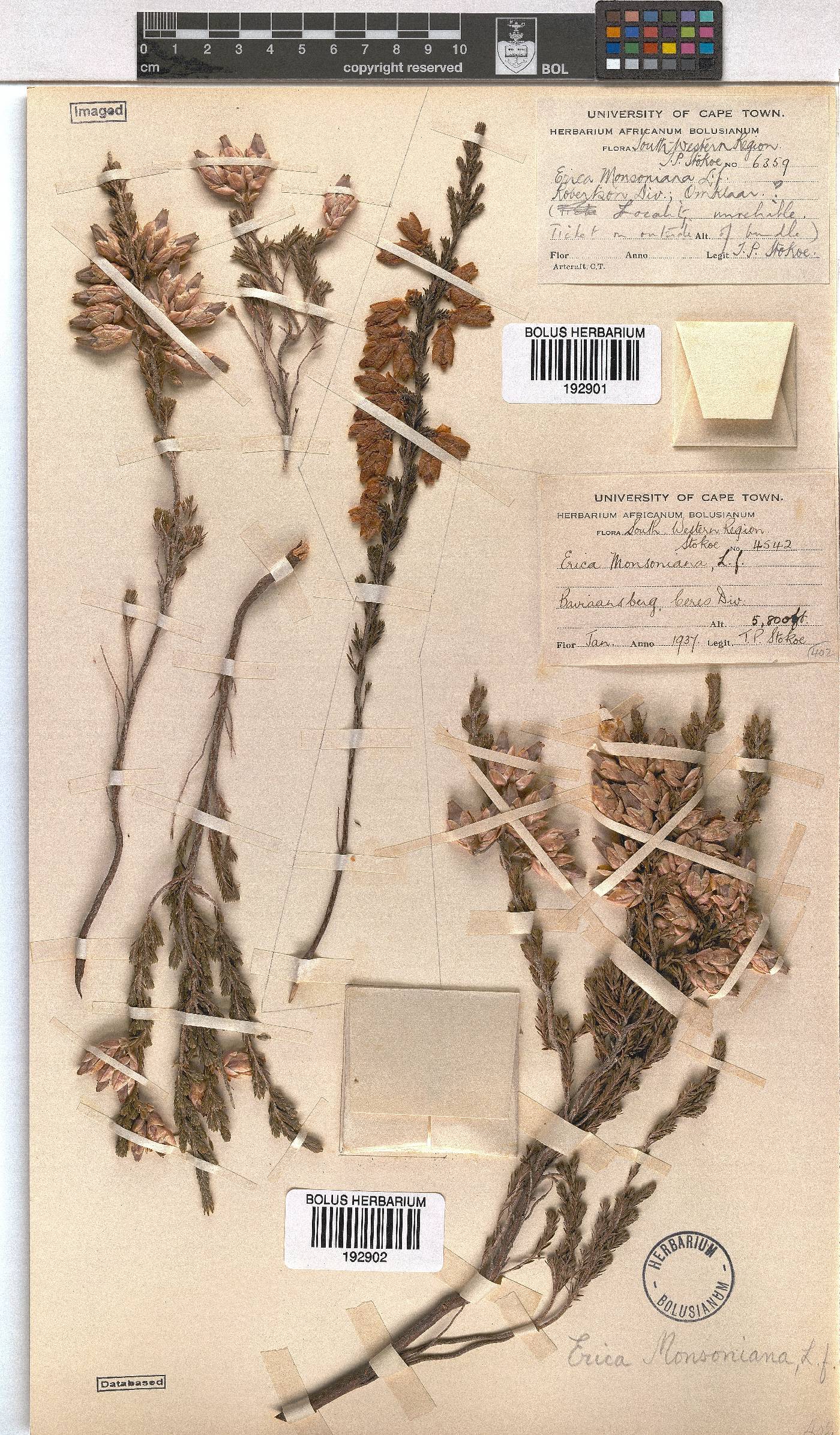 Erica monsoniana image