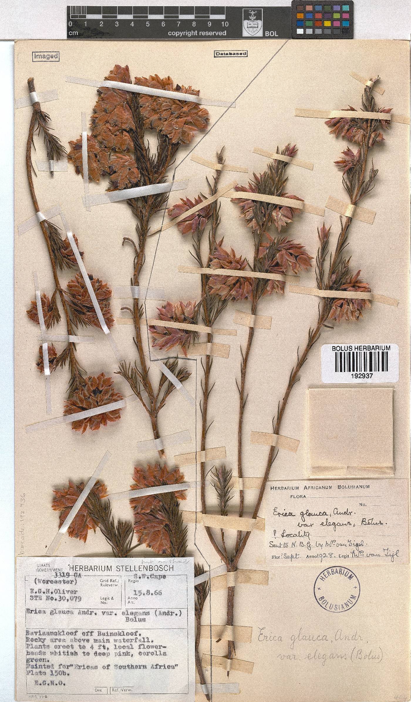 Erica glauca var. elegans image