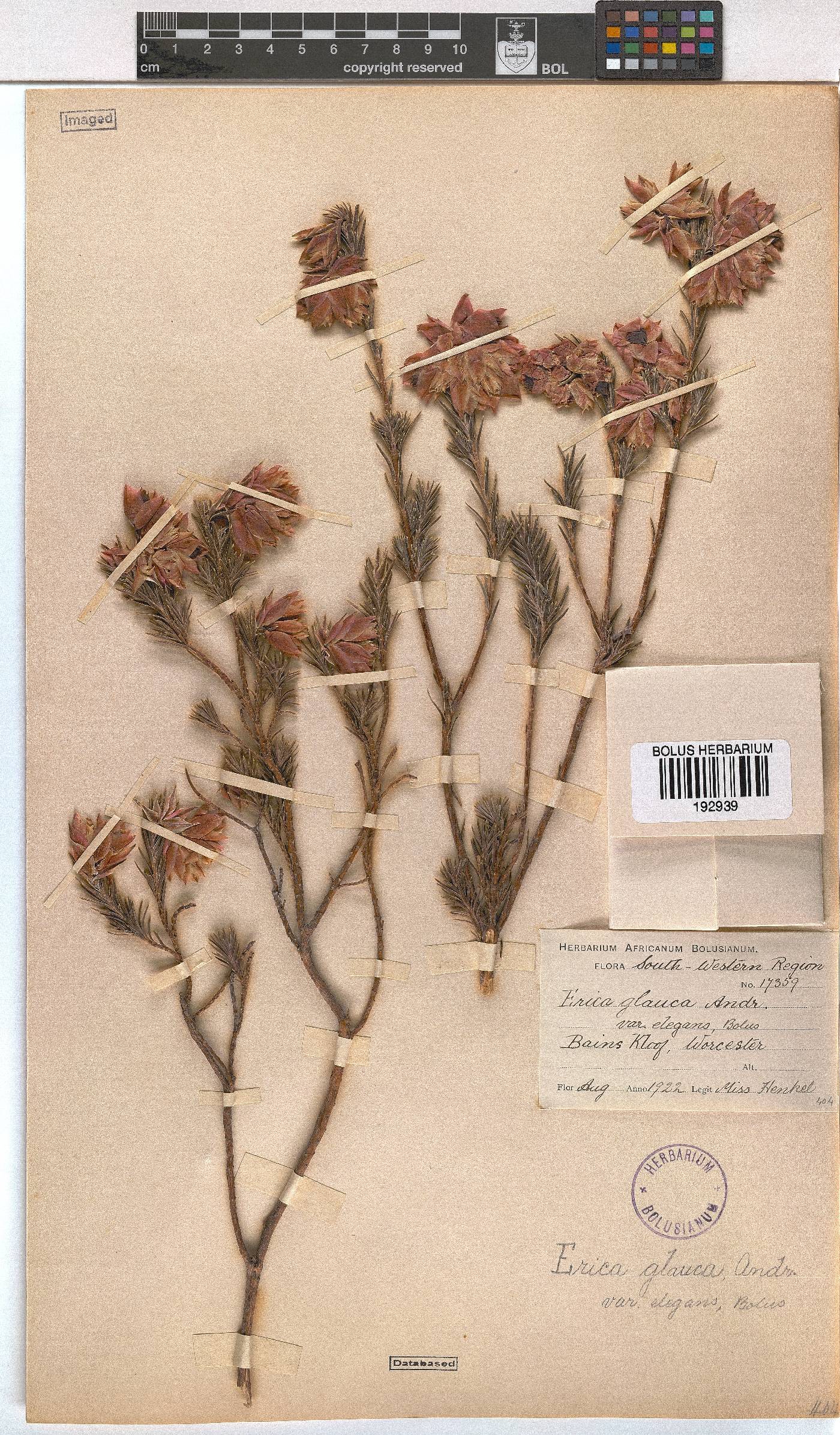 Erica glauca var. elegans image