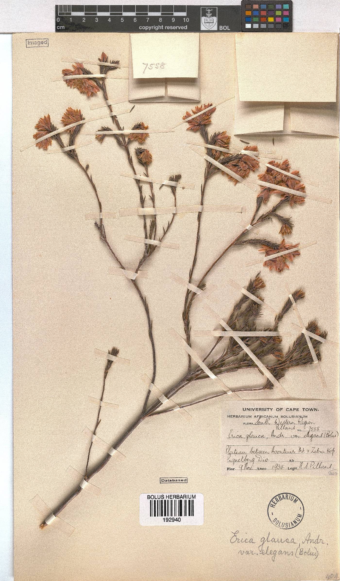 Erica glauca var. elegans image