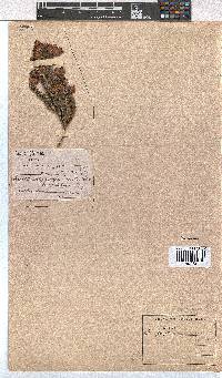 Erica papyracea image