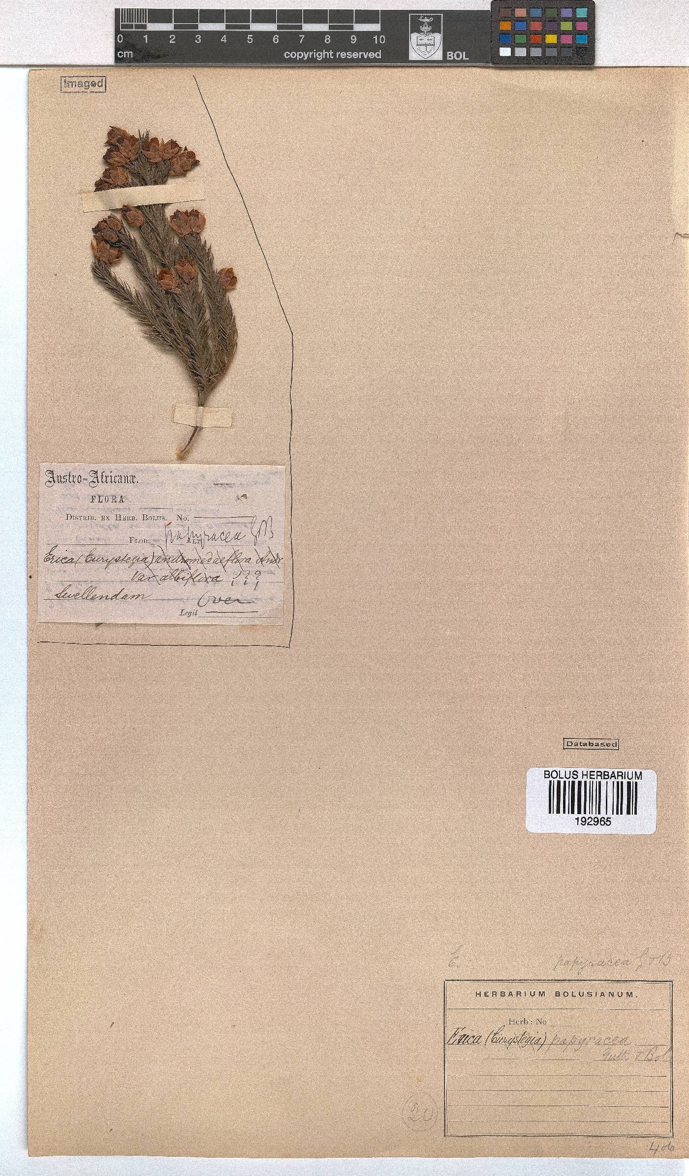 Erica papyracea image