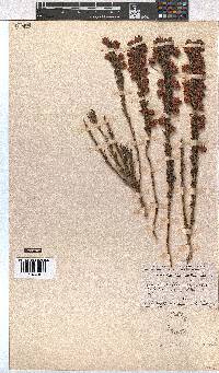 Erica holosericea image