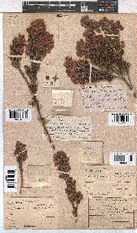 Erica holosericea image