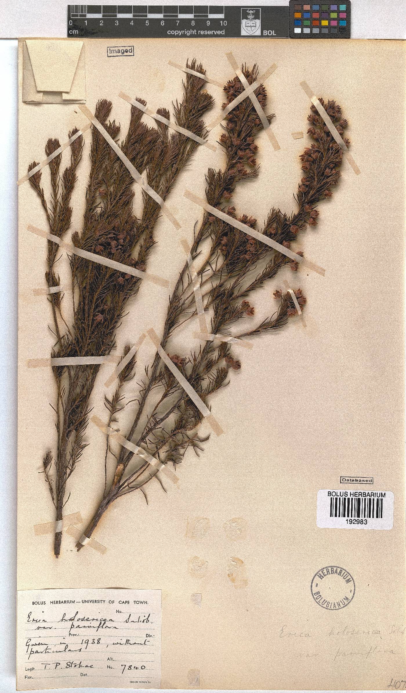 Erica holosericea var. parviflora image