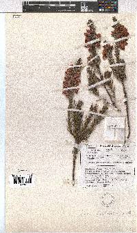 Erica grisbrookii image