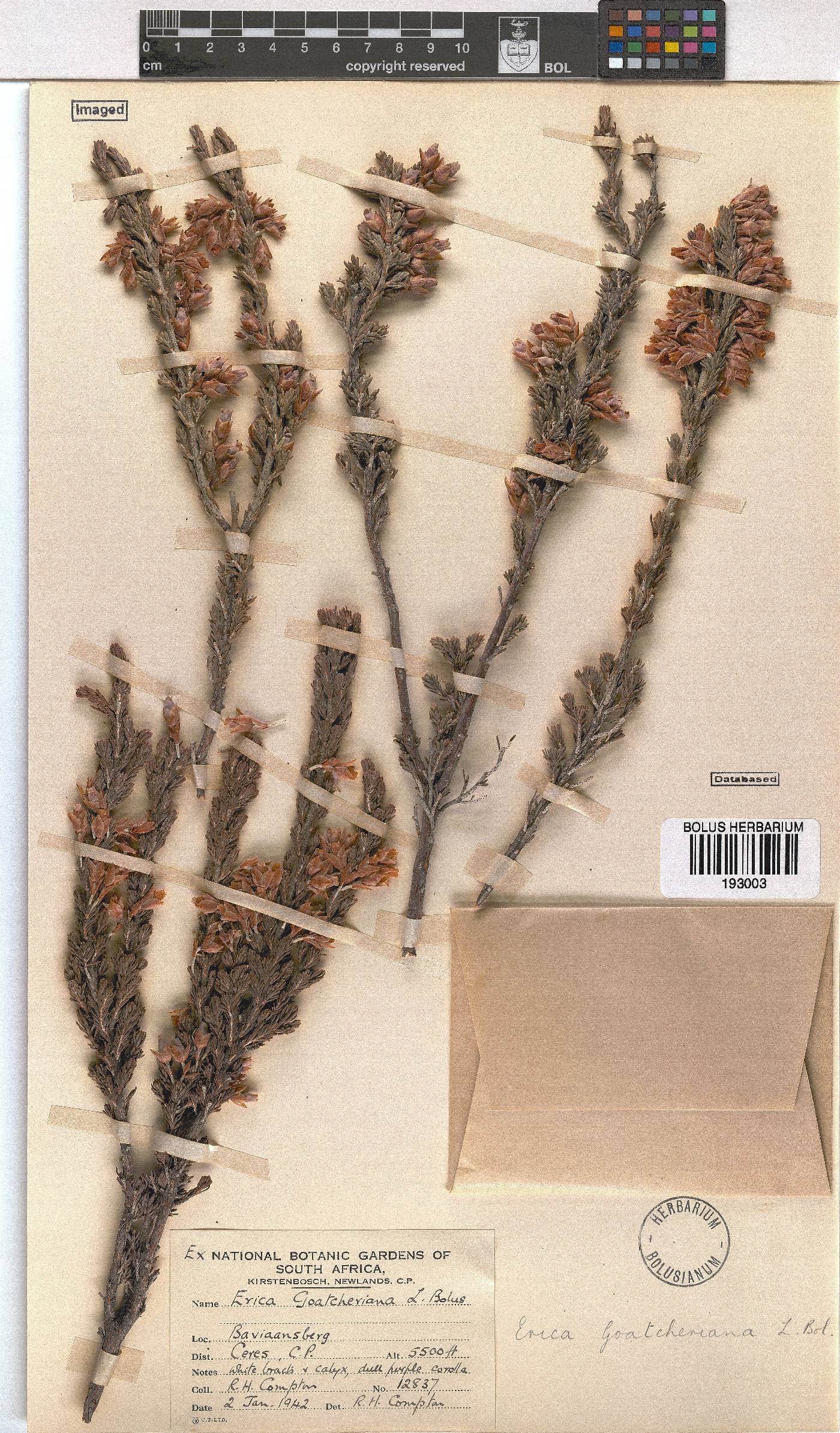 Erica goatcheriana var. goatcheriana image