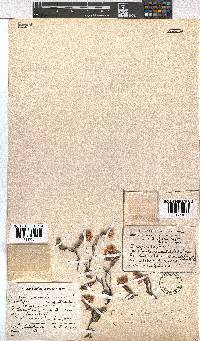 Erica goatcheriana image