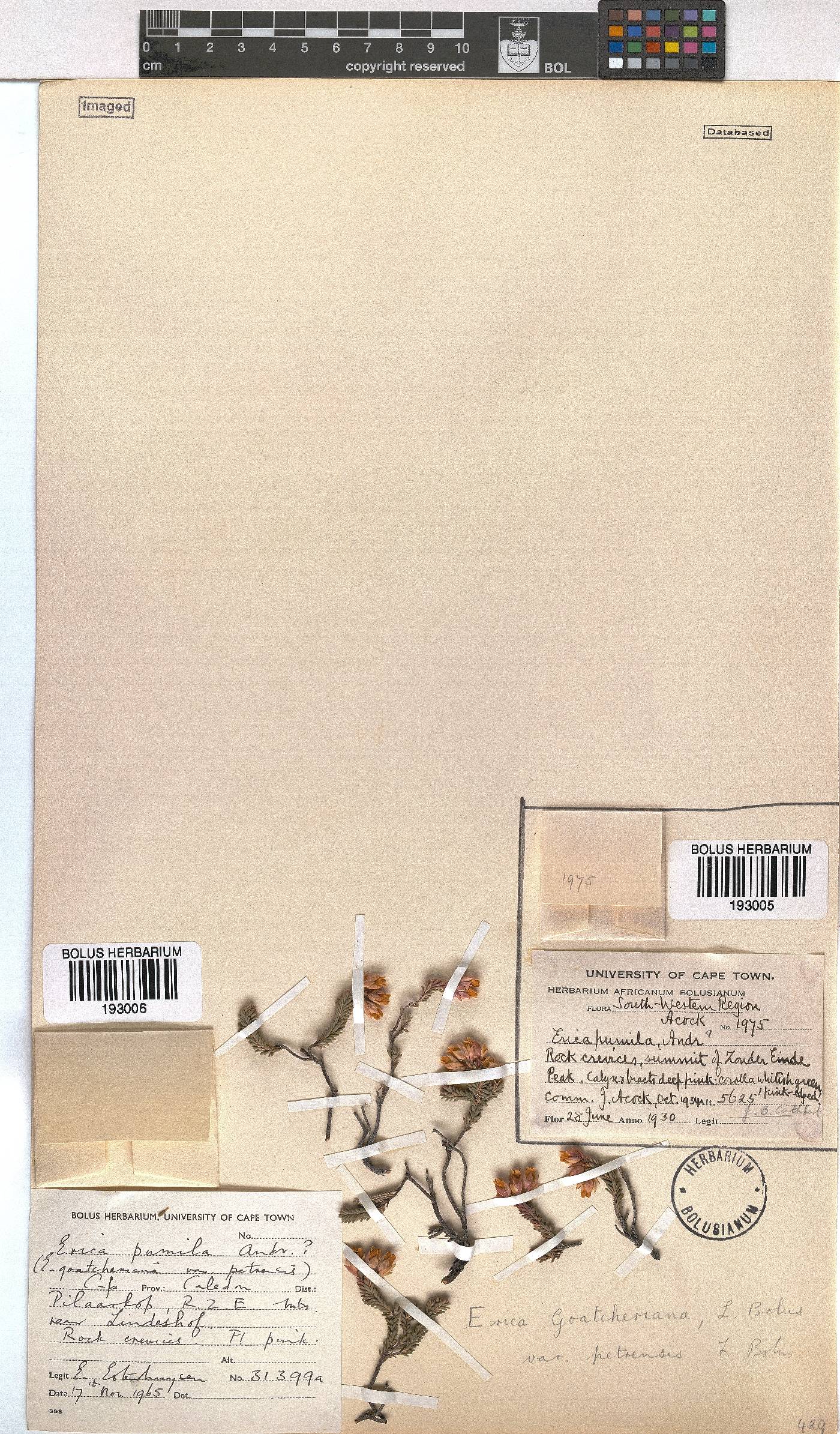 Erica goatcheriana var. petrensis image