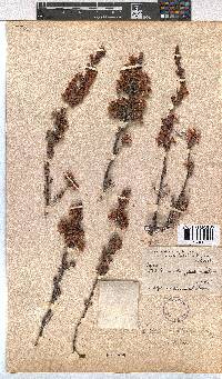 Erica goatcheriana image