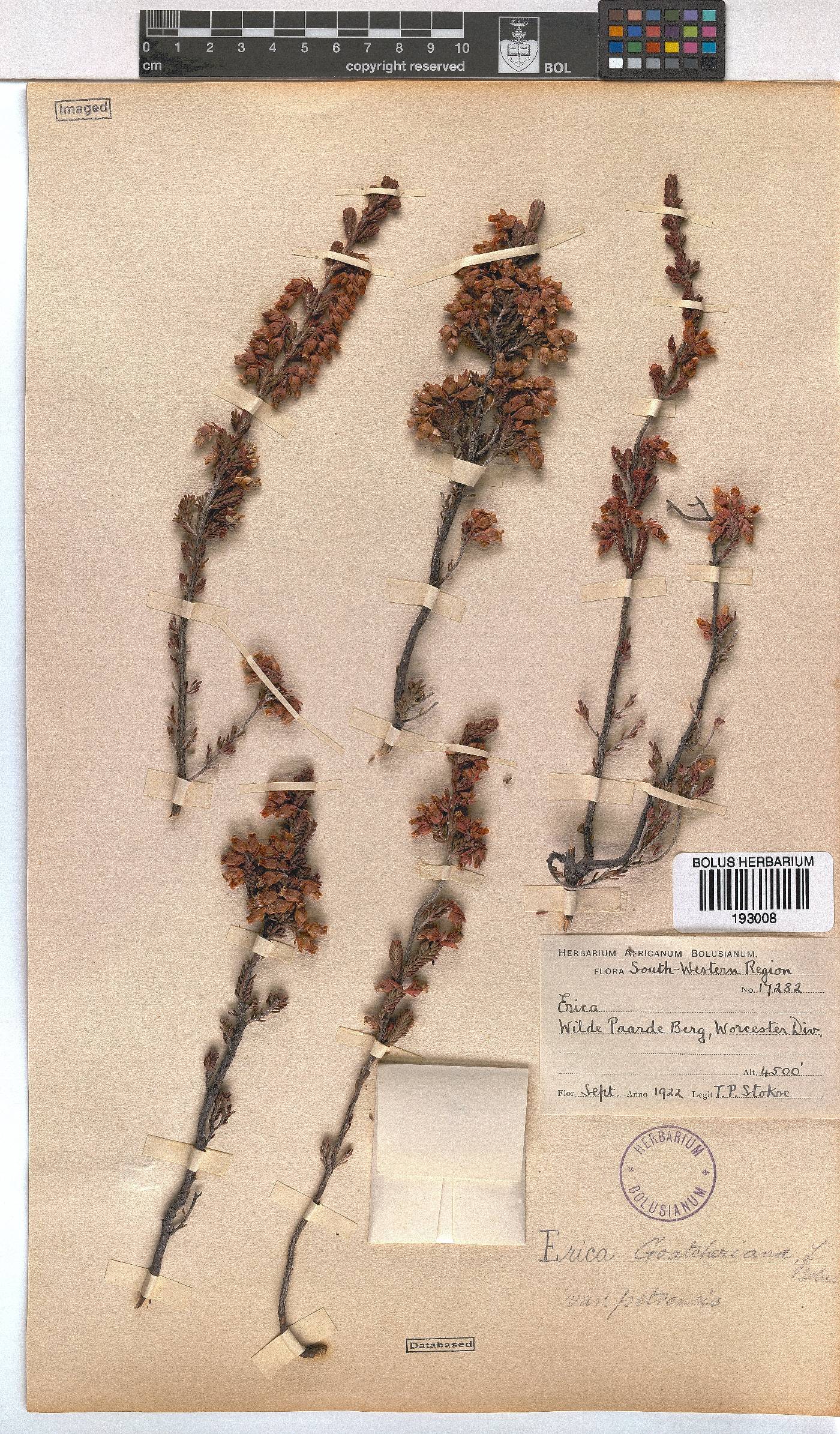 Erica goatcheriana var. petrensis image