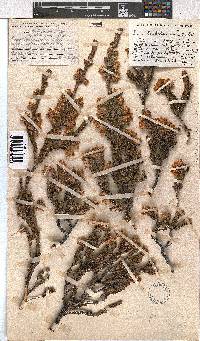 Erica goatcheriana image