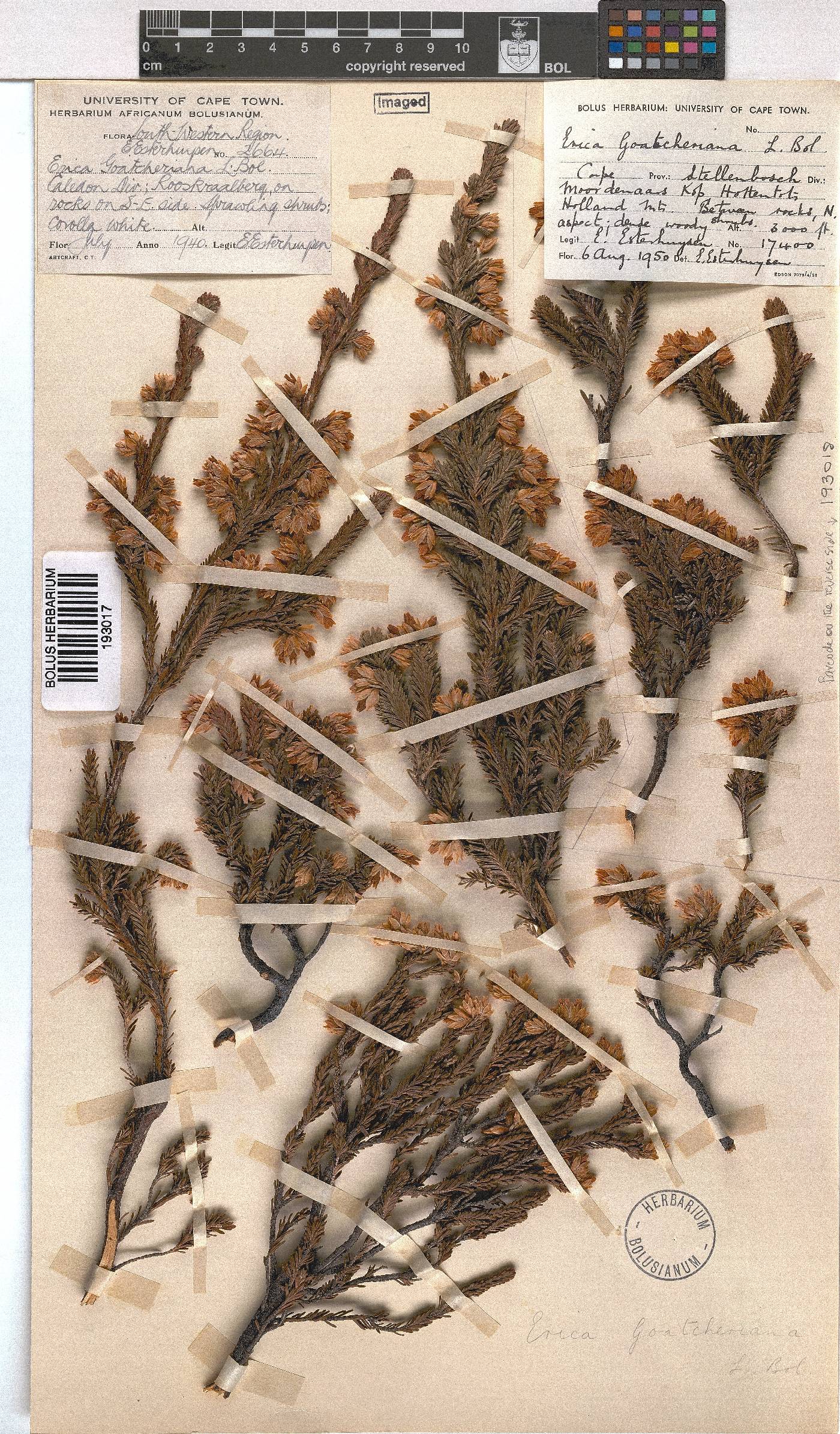 Erica goatcheriana var. drakensteinensis image