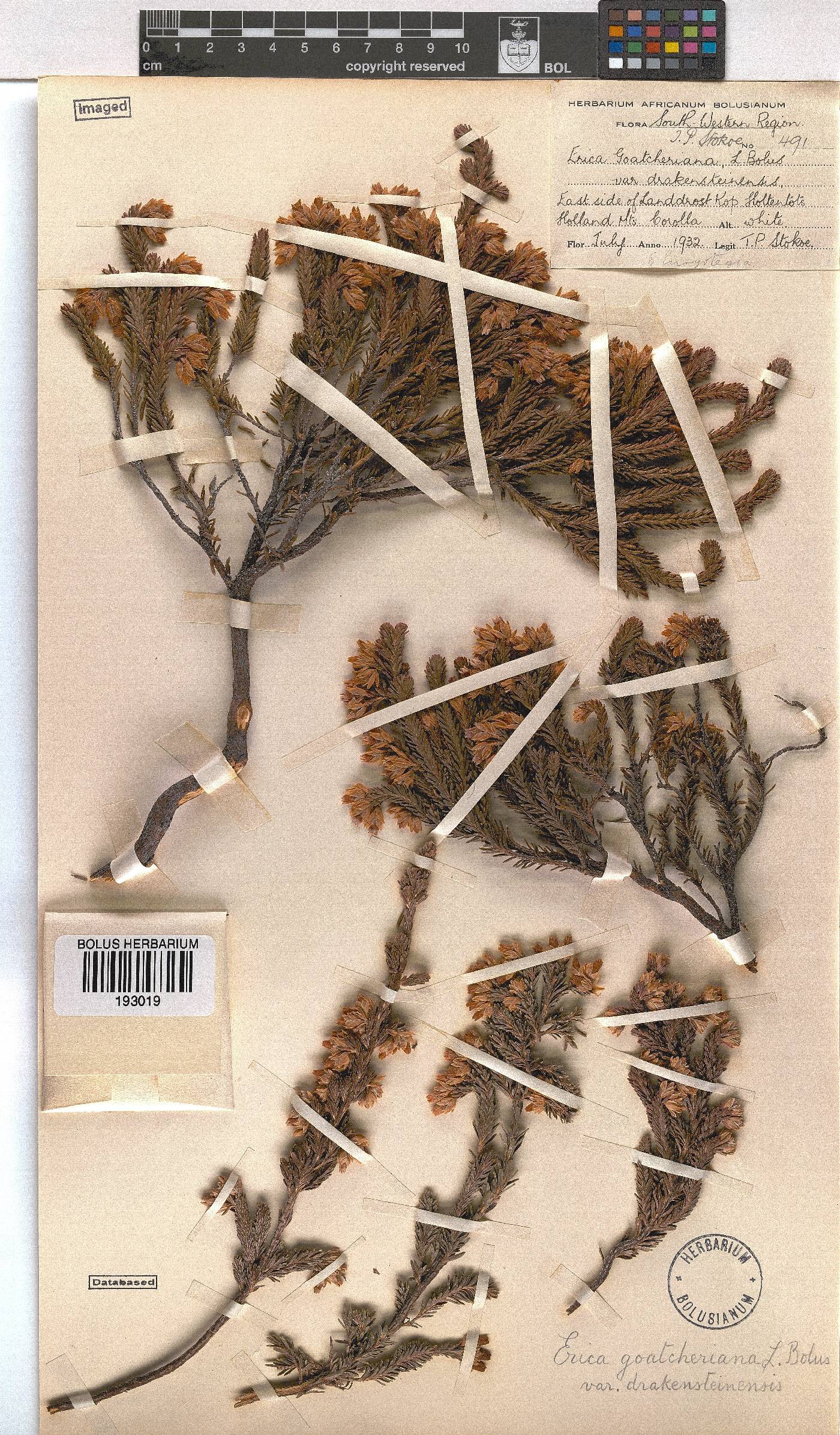 Erica goatcheriana var. drakensteinensis image