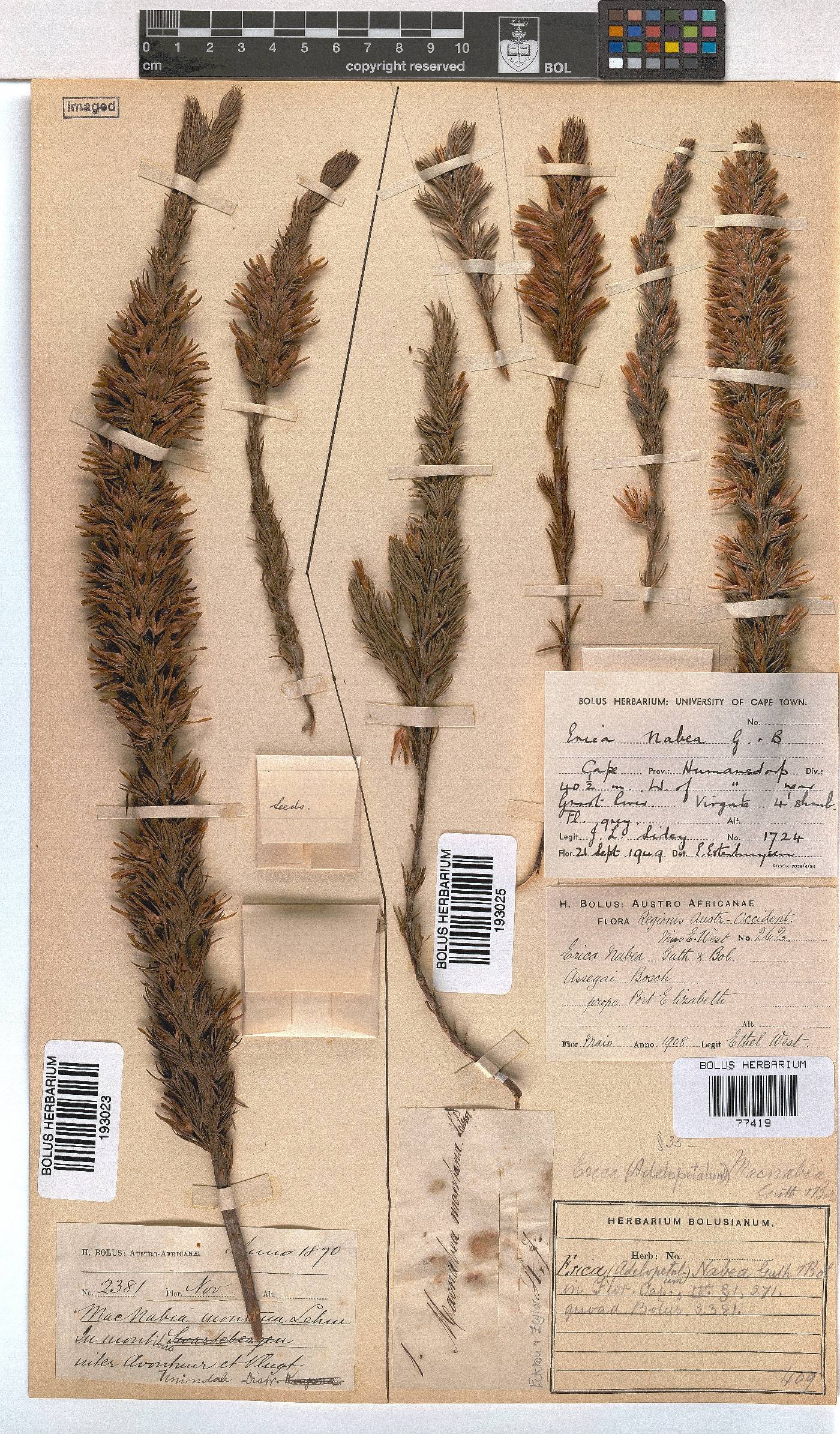 Erica nabea image