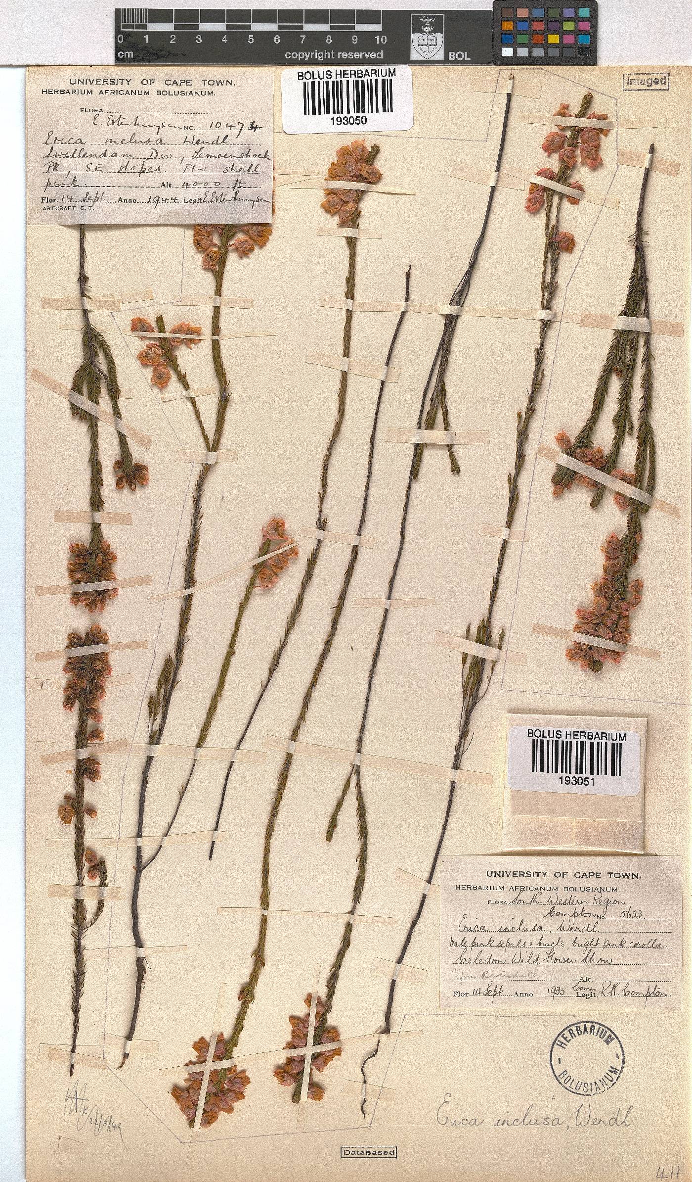Erica inclusa image