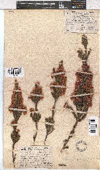 Erica tegulifolia image