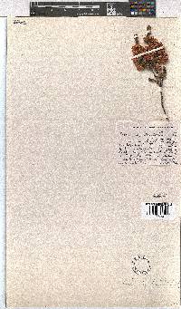 Erica tegulifolia image