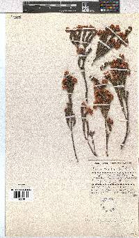 Erica tegulifolia image