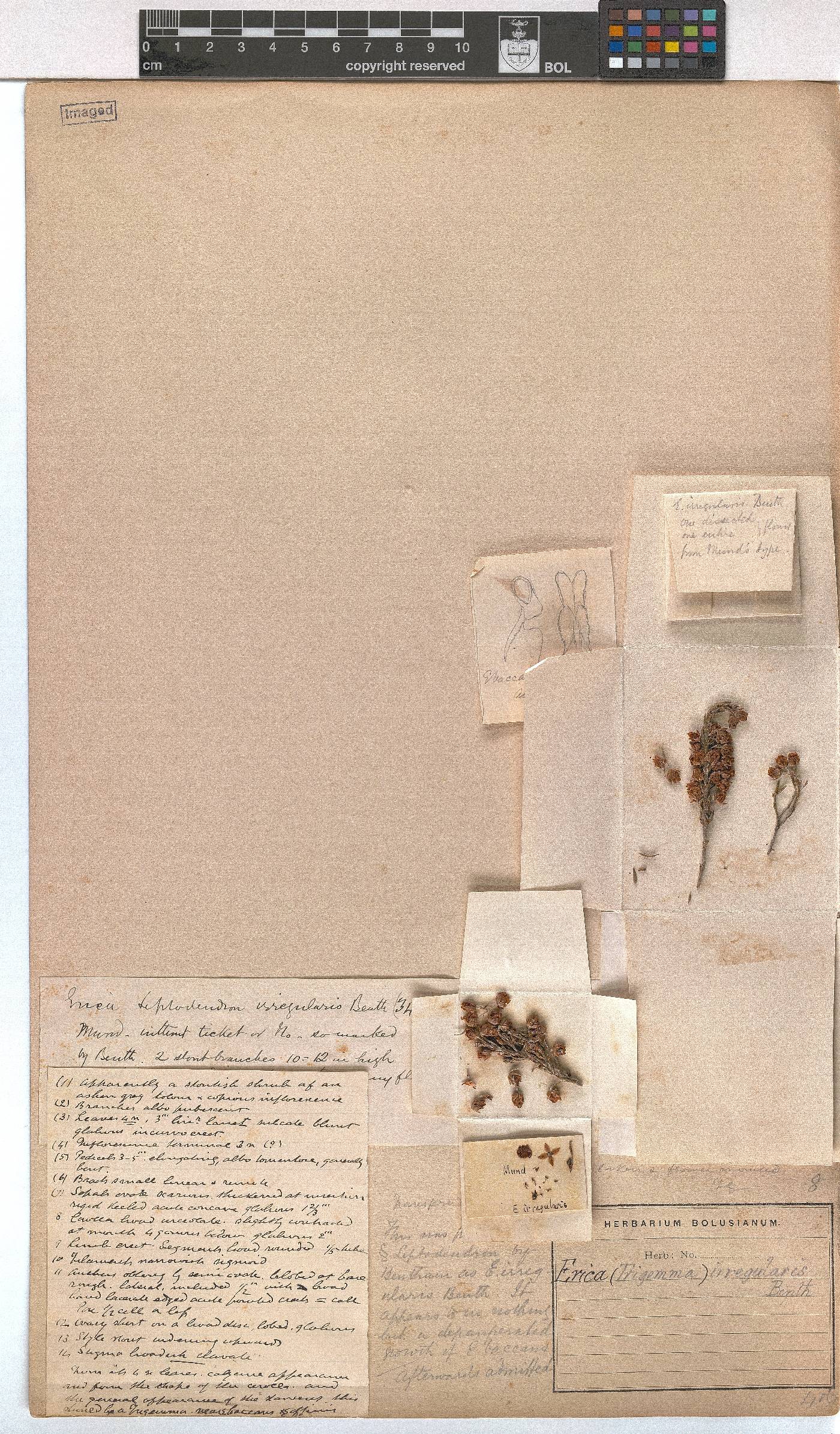 Erica irregularis image