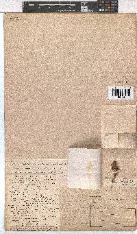 Erica irregularis image