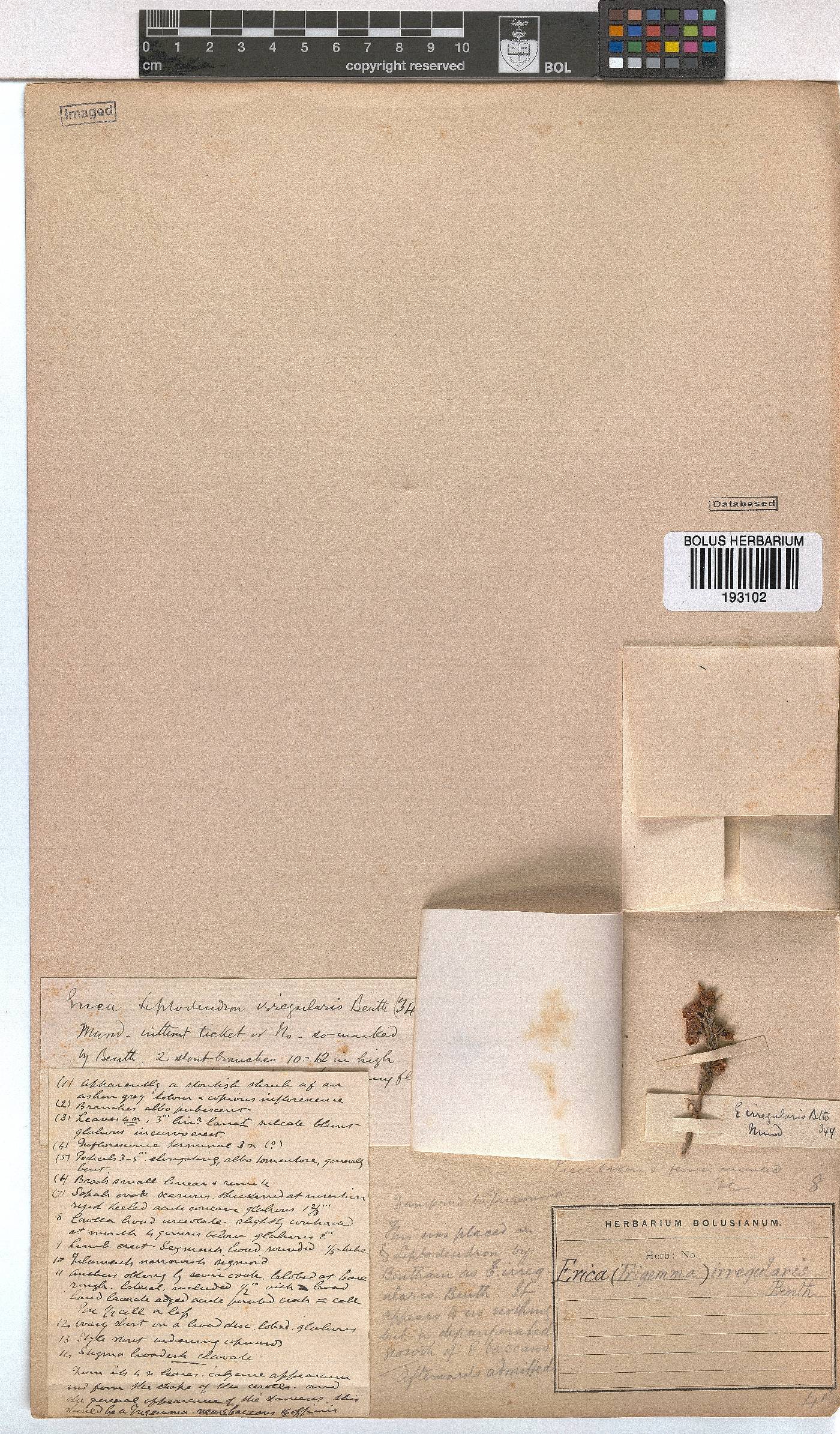 Erica irregularis image