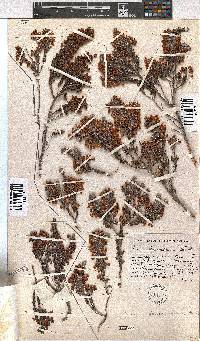 Erica leucodesmia image