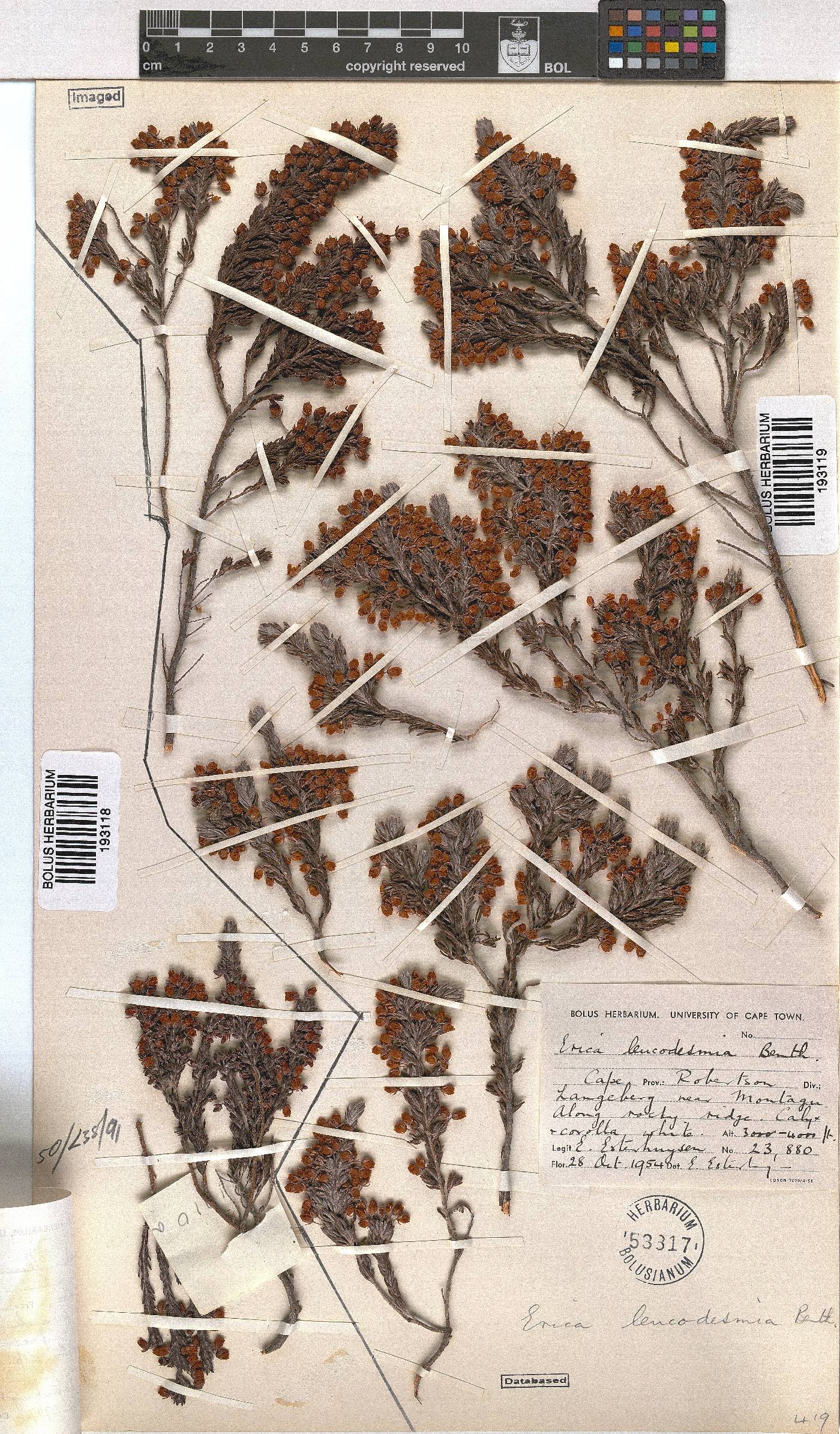 Erica leucodesmia image